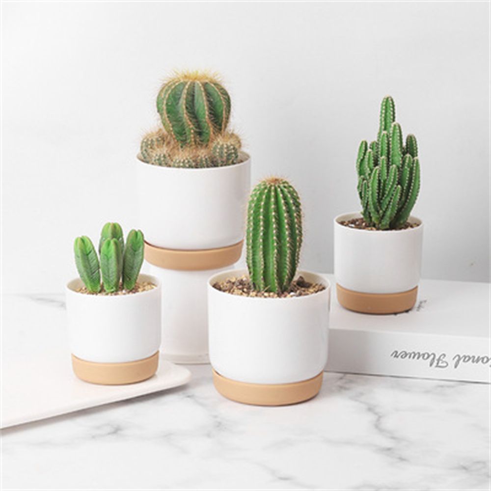 Cactus Mix Pot - กระถางต้นไม้ทรงกลมสำหรับแคคตัสและไม้อวบน้ำ พร้อมระบบให้น้ำเองและรูระบายน้ำ สำหรับปลูกดอกไม้ในร่มและกล้วยไม้