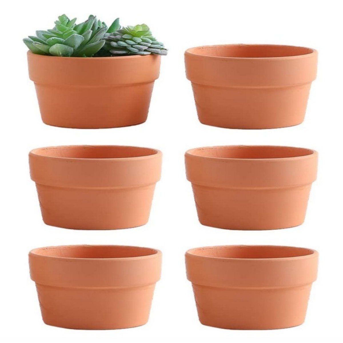 Cactus Mix Pot - 6ชิ้นกระถางดินเผา3.5 