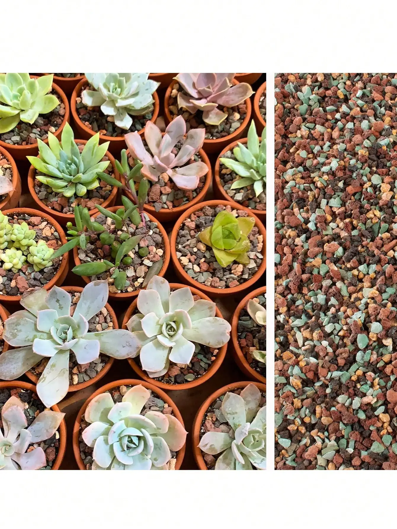 Cactus Mix Pot - หินภูเขาไฟผสมสำหรับปลูกต้นไม้ วัสดุปรับปรุงดิน สำหรับไม้อวบน้ำ กระบองเพชร บอนไซ หินกรวดตกแต่ง