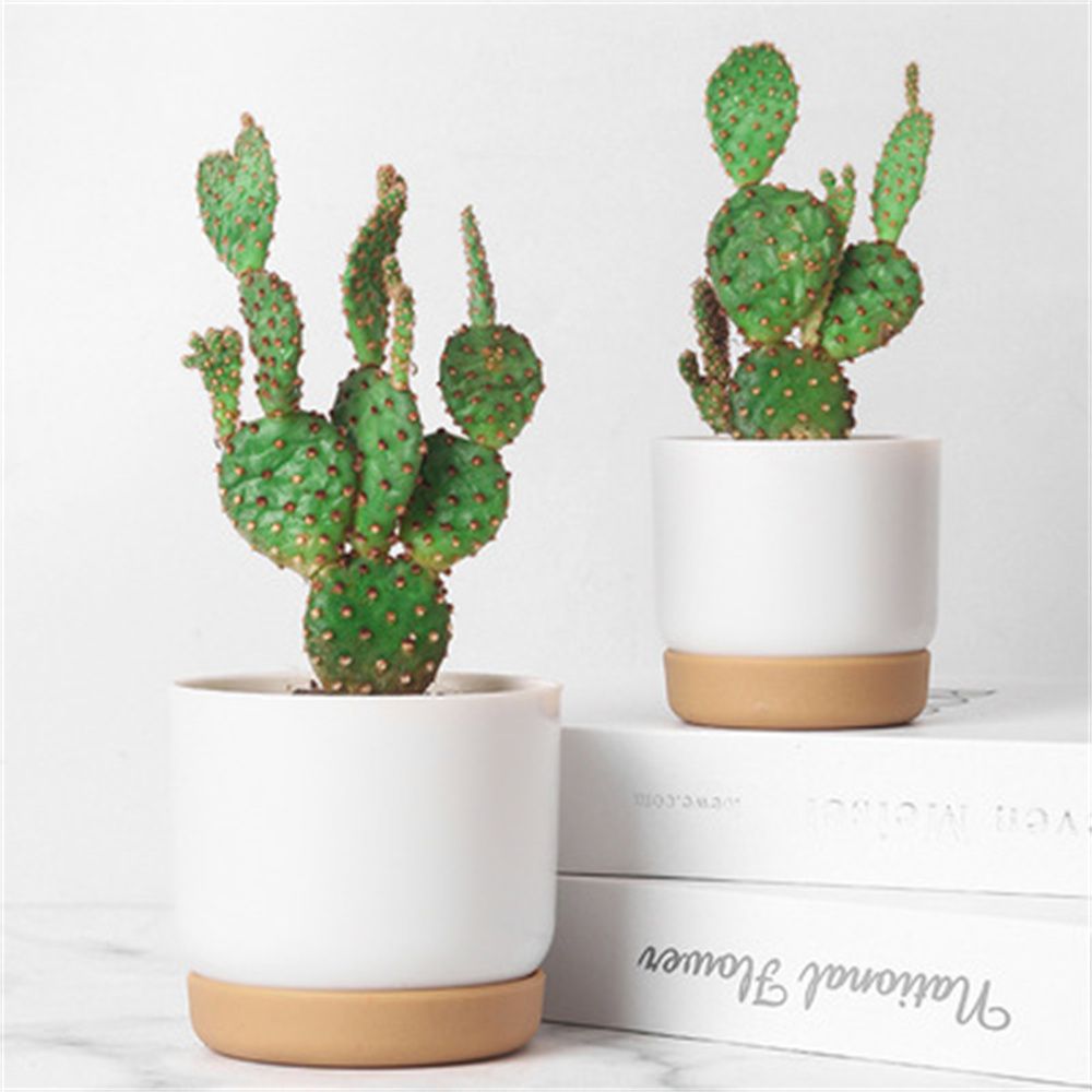 กระถางต้นไม้ทรงกลมสำหรับแคคตัส - Cactus Mix Pot บทวิจารณ์และราคา
