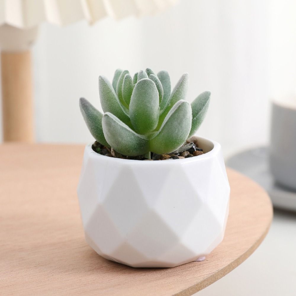 ต้นกระบองเพชรจำลอง ต้นไม้ปลอม  - Cactus Mix Pot บทวิจารณ์และราคา
