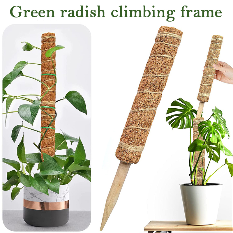 เสาต้นมะพร้าวสำหรับพืชเลื้อยขน - Monstera Thai Constellation บทวิจารณ์และราคา
