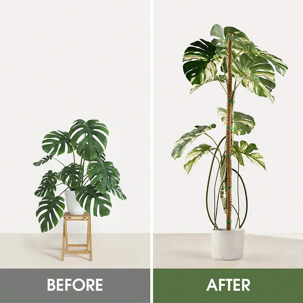 เสาไม้สำหรับพืช ไม้ค้ำยันสำหรั - Monstera Thai Constellation บทวิจารณ์และราคา