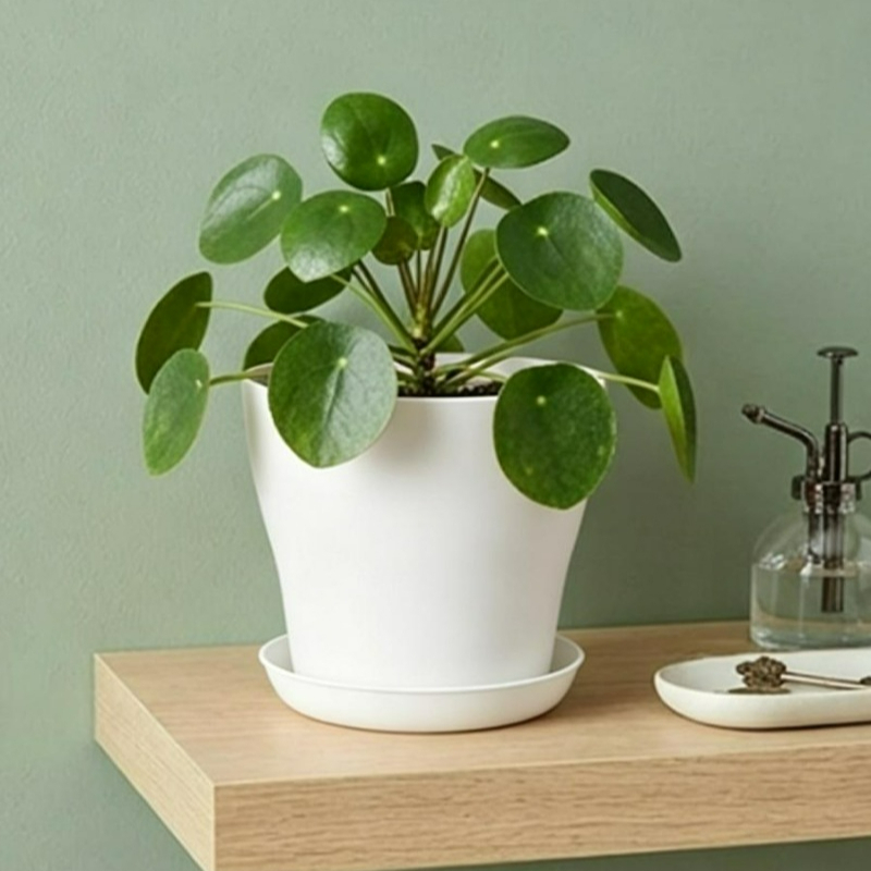 ชุดกระถางต้นไม้พร้อมรูระบายน้ำ - Cactus Mix Pot บทวิจารณ์และราคา