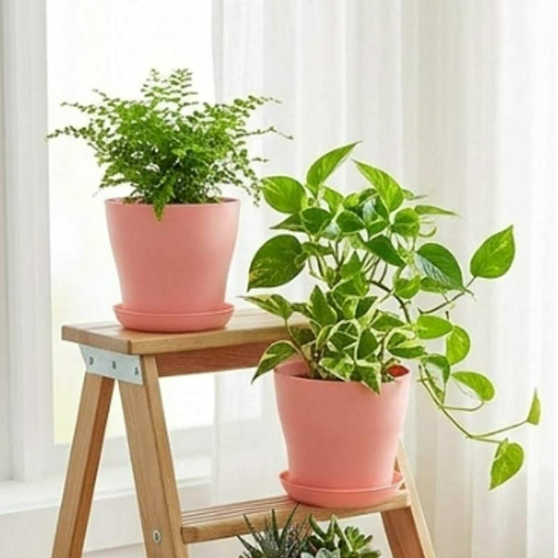ชุดกระถางต้นไม้พร้อมรูระบายน้ำ - Cactus Mix Pot บทวิจารณ์และราคา